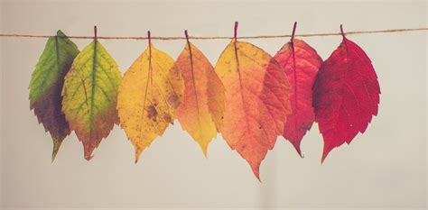 Climate Change Is Making Autumn Leaves Change Colour Earlier Heres Why