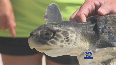 Sea Turtle Released Back Into Gulf Of Mexico Youtube