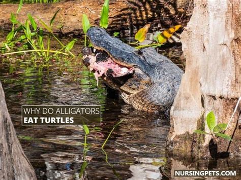 Why Do Turtles Ride Alligators Nursing Pets