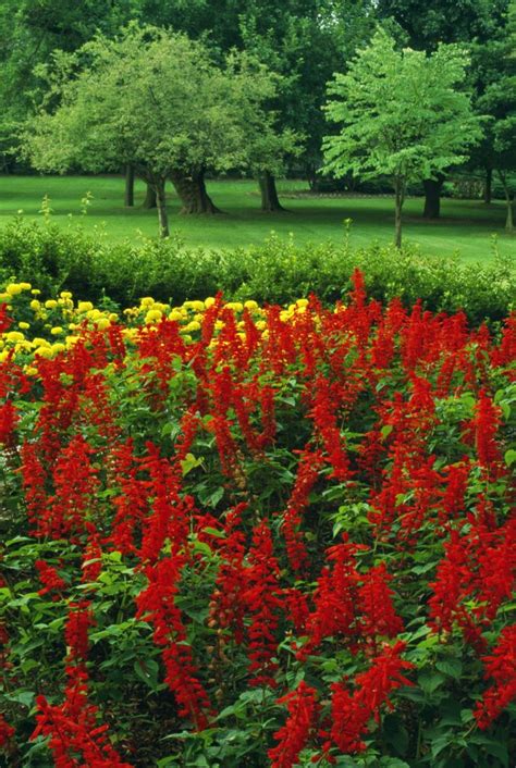 Designing The Perfect All Season Perennial Flower Garden For Summer Garden And Greenhouse