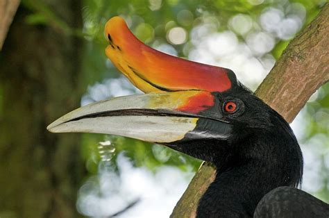 Male Rhinoceros Hornbill In A Tree Photograph By Tony Camacho Science