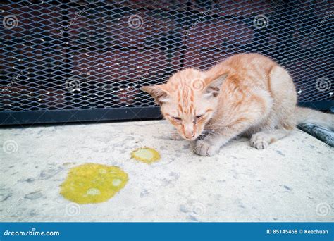 Sick Ill Pet Cat With Vomit On Floor Stock Photo Image Of Emergency