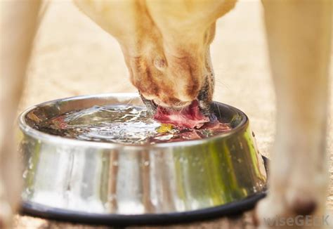 That is when they can drink milk or, water. What are the Signs of Dehydration in Dogs? (with pictures)