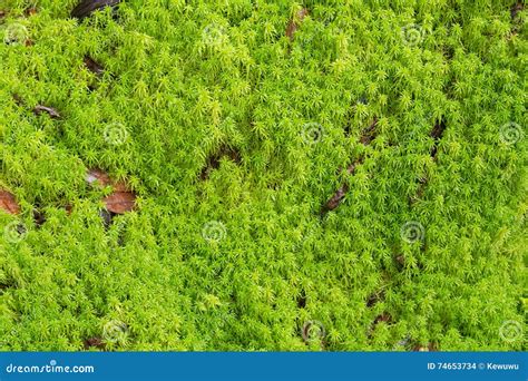 Texture Of Fresh Green Peat Moss Sphagnum Moss Growing In The F Stock