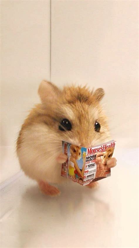 A Hamster Is Reading A Magazine While Standing On Its Hind Legs And