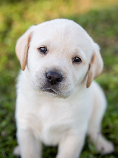 Raise A Puppy For Southeastern Guide Dogs
