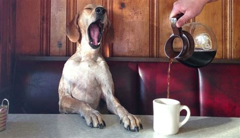 Can Dogs Drink Coffee