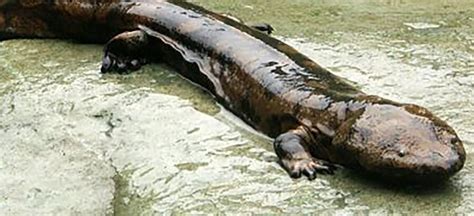Meet The Chinese Giant Salamander Critter Science
