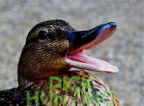 Do Ducks Have Teeth Secret Answer Info And Facts Revealed