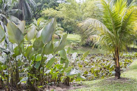 Tropical Pond Lake With Aquatic Plants Perdana Botanical Garden
