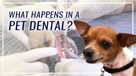 What Happens During A Pet Dental Youtube