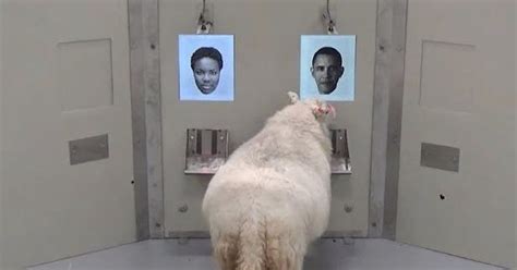 Sheep Show Off Intelligence By Recognizing Human Faces