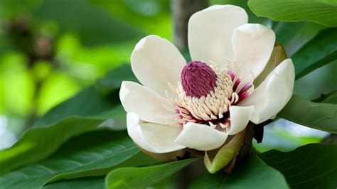 Just take a stroll through our beautiful garden and choose the wallpaper you flower wallpaper download instructions. Beautiful large magnolia flower wallpapers and images ...