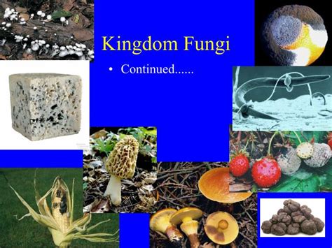Ppt Kingdom Fungi Powerpoint Presentation Free Download Id344727
