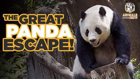 The Great Panda Escape How A Borrowed Panda From China Escaped 视频片段