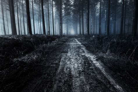 Download 1920x1279 Scary Forest Path Trees Dark Fog