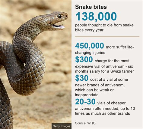 Why Are So Many People Still Dying From Snake Bites Bbc News
