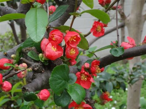 現在、庭に咲く花 老いて、なおチャレンジ