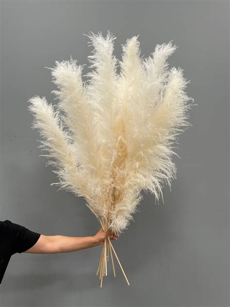 6 Xl Cream White Pampas Grass Lavish 4 Ft Fluffy And Soft Etsy