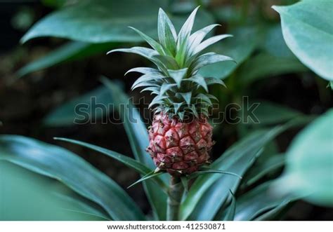 Baby Pineapple Growing On Red Plant Stock Photo Edit Now 412530871