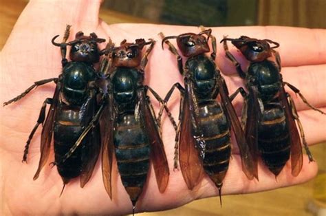 Giant Killer Hornet Death Toll Rises To 42 In China Daily Star