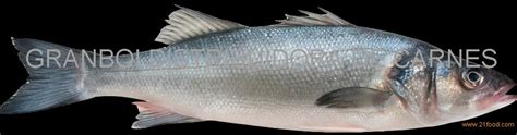 Sea Bass Dicentrarchus Labrax Brazil Polenghi Price Supplier 21food