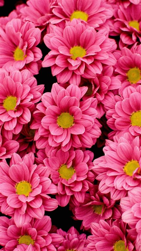 Cool Pink Flower Wallpapers Top Free Cool Pink Flower Backgrounds