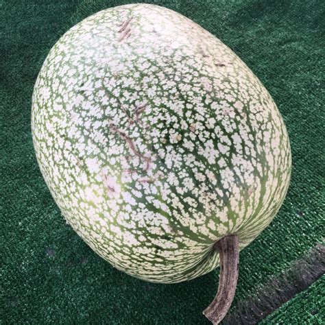 Winter Melon Information, Recipes and Facts