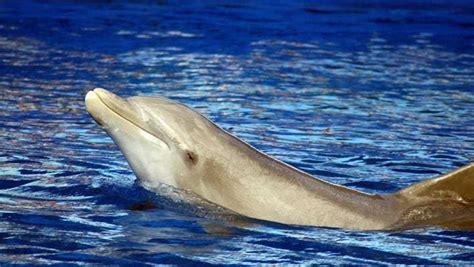 Swim With Dolphins In Miami Miami Beach Travel Advisor