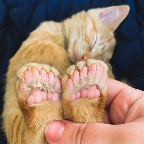 An Orange Cat Sleeping On Top Of Someones Hand With Their Feet Tucked