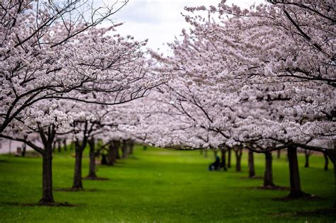 See Cherry Blossoms In Bloom In The Cleveland Metroparks