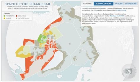 State Of The Polar Bear Population Expected To Decline By 30 Over The