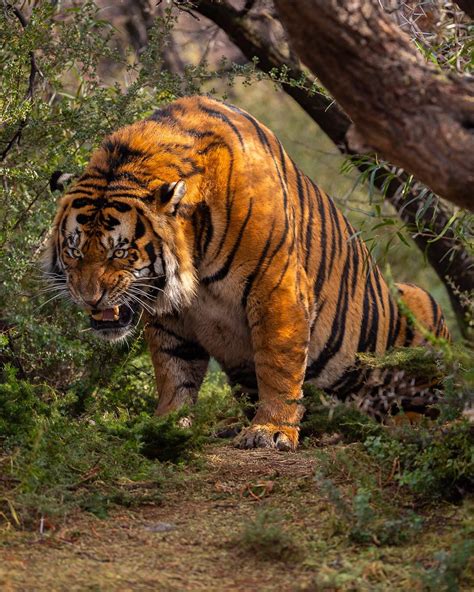 A Massive Tiger In The Tiger Canyon South Africa Via Maulik Eye On