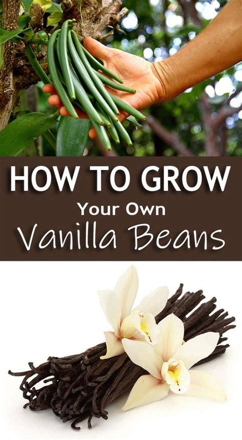 How To Grow Your Own Vanilla Beans Plants Organic Gardening Tips