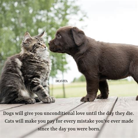 61 Cat Pet Love Quotes Motivational Quotes
