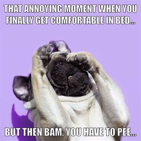 17 Best Images About Funny Pug Dog Memes Lol On Pinterest