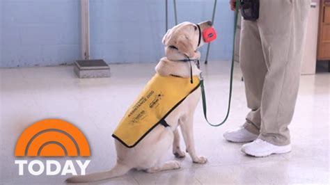 Prison Inmates Train Service Dogs To Aid Wounded Military Veterans