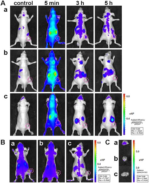 In Vivo Imaging Specificity Investigation Of Cy5 S6 Tumor Bearing Mice
