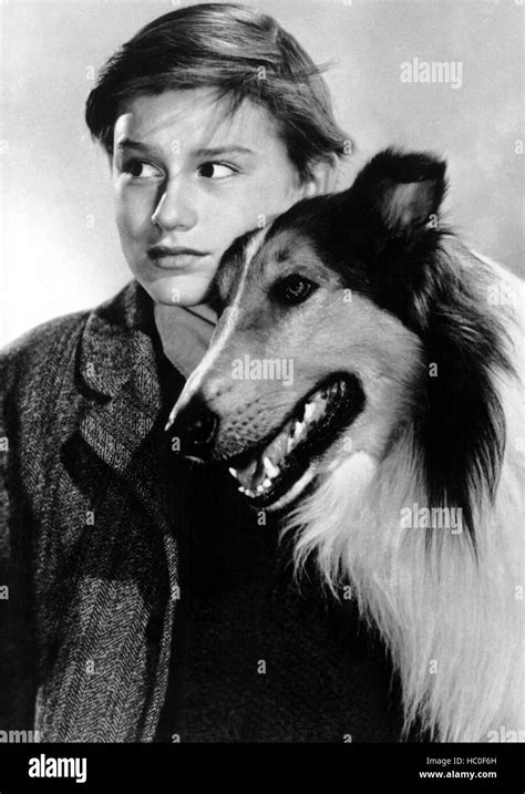 Lassie Come Home Roddy Mcdowall Lassie 1943 Stock Photo Alamy
