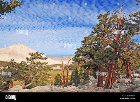 Ancient Bristlecone Pines White Mountains Nevada Stock Photo Alamy