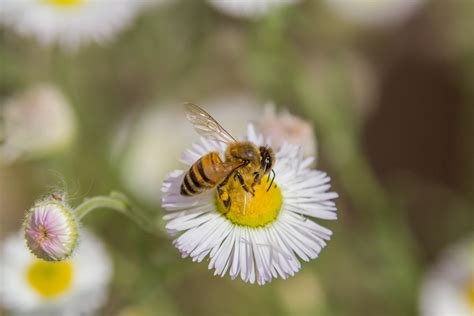 Daisy And The Bee Daisy Bee Flowers