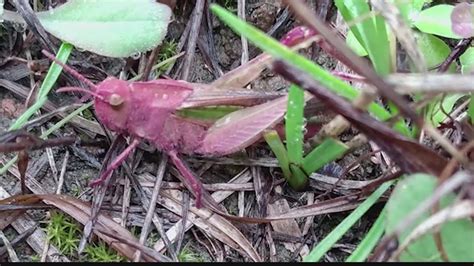 Luck Of The Grasshopper Ohio Man Goes Viral For Rare Find Youtube