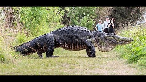 Nbd Massive Alligator Humpback Spotted In Lakeland Florida At