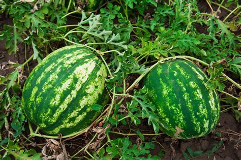 Watermelons typically require 80 to 100 days to reach maturity. How to Plant, Grow, and Harvest Watermelon | How to grow ...