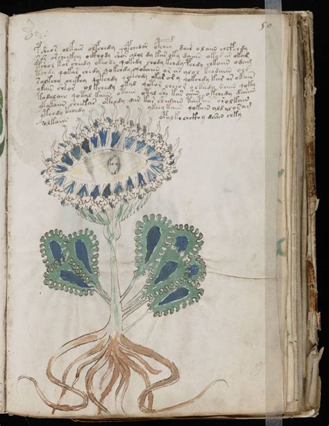Voynich Manuscript Medieval Manuscript Nature Illustration Botanical
