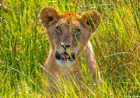 Africa Lion Cub In Tall Grass Serengeti National Park Tanzania 2021
