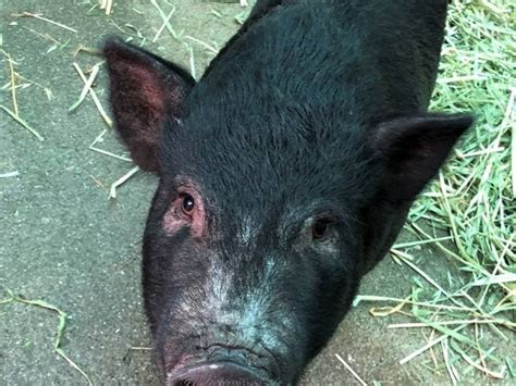 Stray Pig Named Piggy Smalls Found Roaming East Palo Alto East Palo