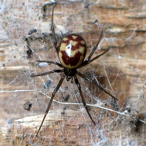 Wood Pile Spider Steatoda Grossa Bugguidenet
