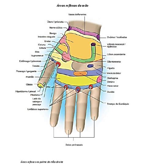 Naturopatia Quântica Reflexologia das Mãos Áreas Reflexas da Mão