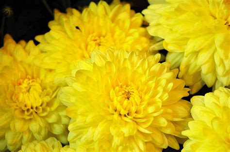Top 30 Beautiful Yellow Flowers Names List With Pictures Youme And Trends